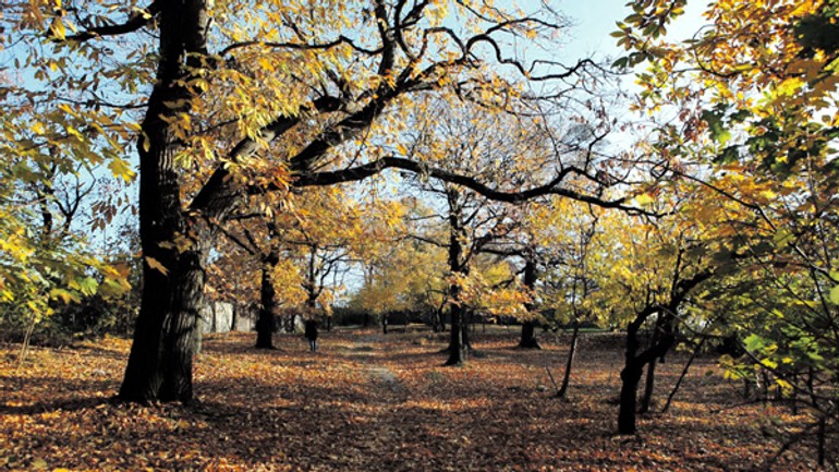 Nové mesto obnoví unikátny gaštanový park na kolibe - gastanica
