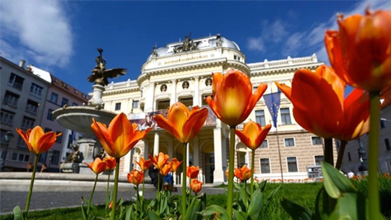 Jar v bratislave robia aj tisícky kvetov - tulipany_hviezdko