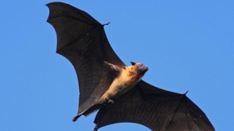 Karlova ves bude chrániť netopiere a dážďovníky - netopier