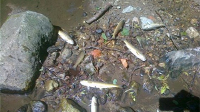 Vo vydrici v máji uhynulo vyše 300 rýb - Vydrica ryby