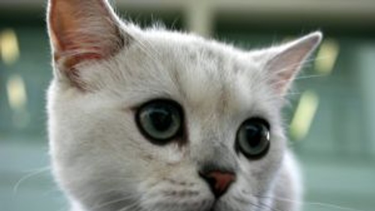 Na výstave budú súperiť najkrajšie mačky s bielymi škvrnami - Vystava maciek