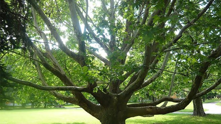 Ružinovský platan o titul strom roka - platan_ruzinov