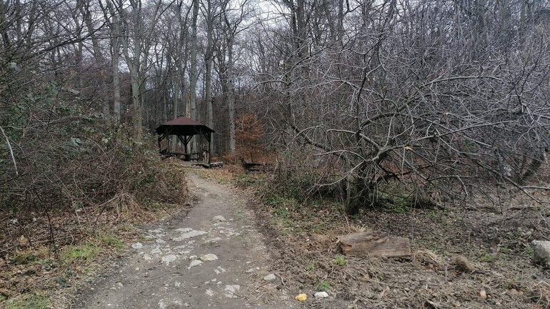 Les pri Ceste na Kamzík