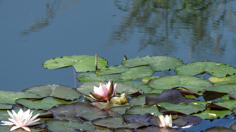Lekná na Chorvátskom ramene