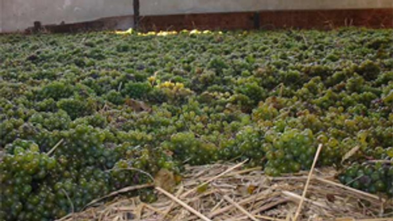 Vajnorskí vinári dnes začali s oberačkou slamového hrozna - Slamove vino