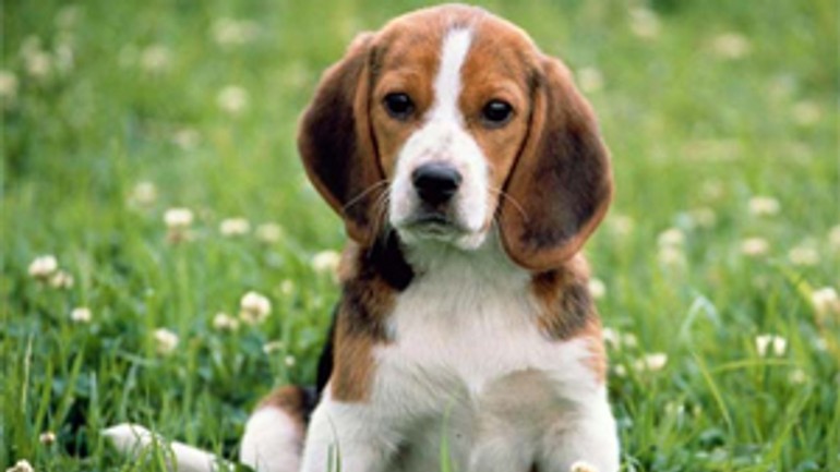 Za psa s výcvikom sa platí nižšia daň - pes