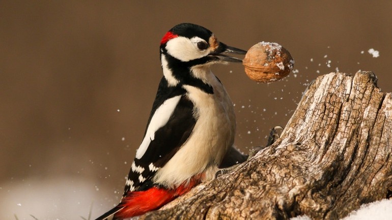 Prikrmovanie vtákov