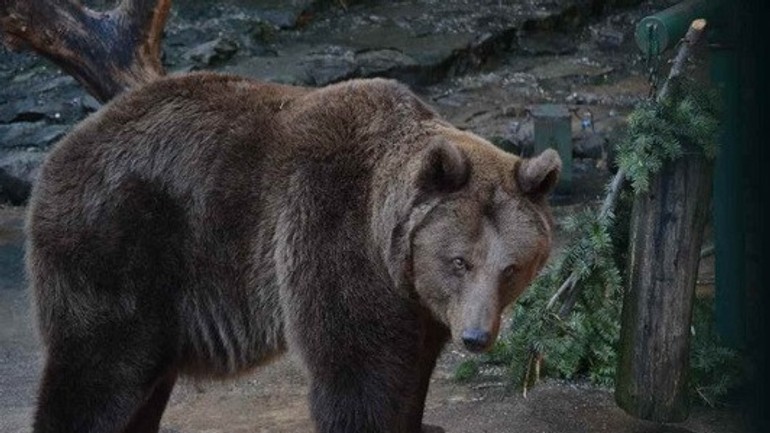 Medveď v ZOO
