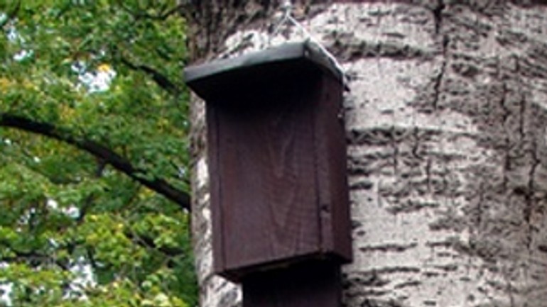 Karlovešťania zadotujú búdky pre netopierov - budka_netopiere