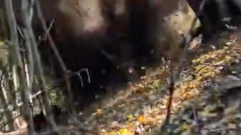 Pyrotechnik v blízkosti Cesty na Kamzík zneškodnil nevybuchnutý granát