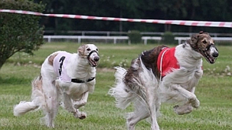 Víkend bude v starom háji patriť chrtom - coursing