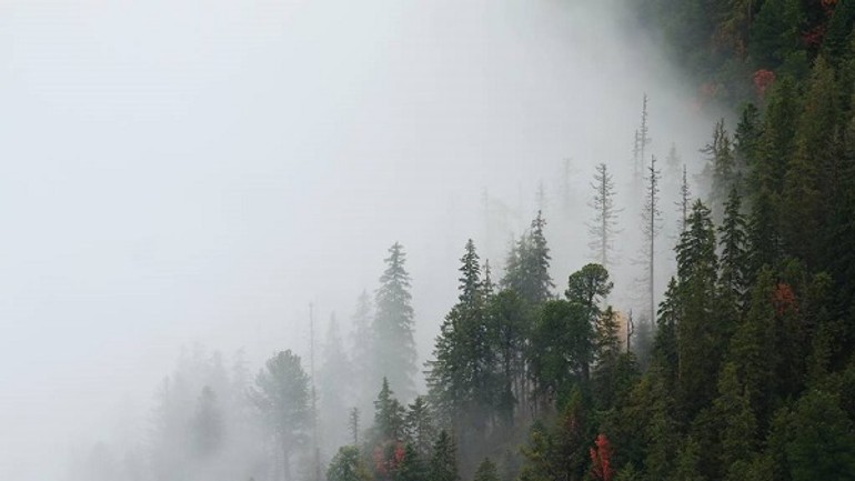 Unikátny dokument e. baláža nesmrteľný les má dnes premiéru - nesmrtelny les