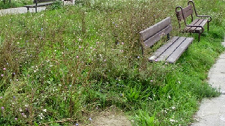 Občania chcú mať konečne jasno, kto je zodpovedný za ktorú zeleň - trava2