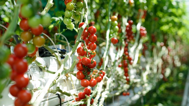 Paradajky- Rajčiny cherry