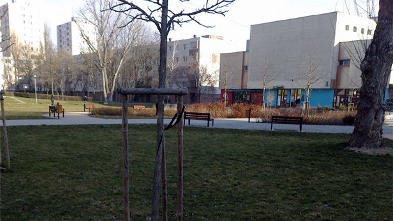 Nové stromčeky nestačí len vysádzať, najmä spočiatku sa treba o ne starať - ovsistske_namestie_strom