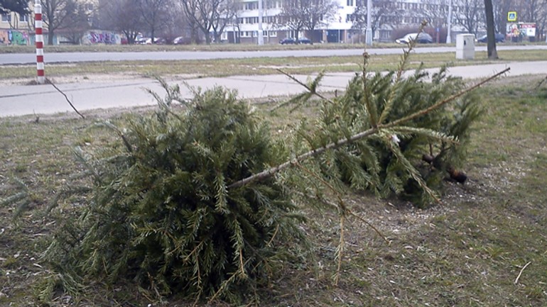 Olo odváža stromčeky do konca februára - stromceky