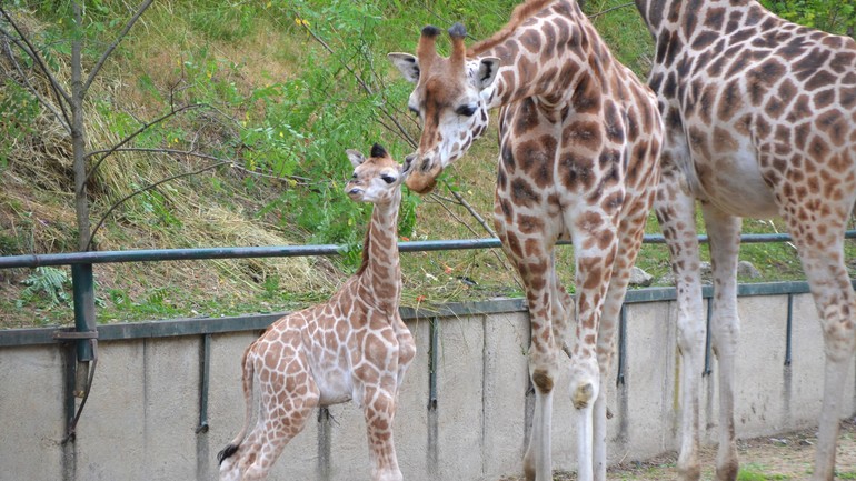 Žirafy v ZOO Bratislava