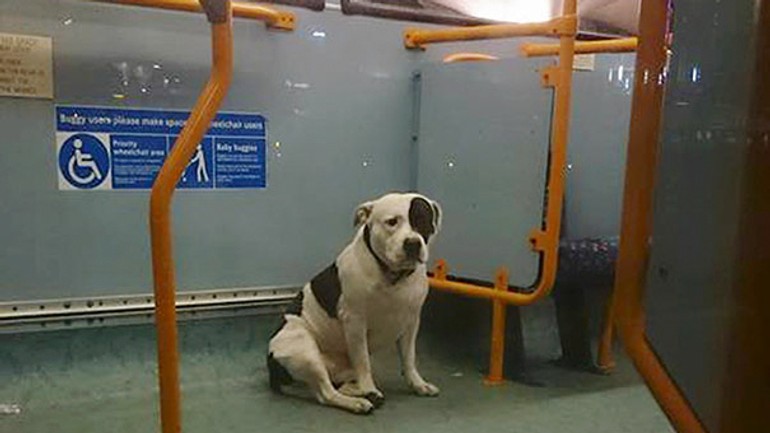 Vodič mhd môže odmietnuť prepravu dvoch psov bez schránky - 01-pes-v-autobuse