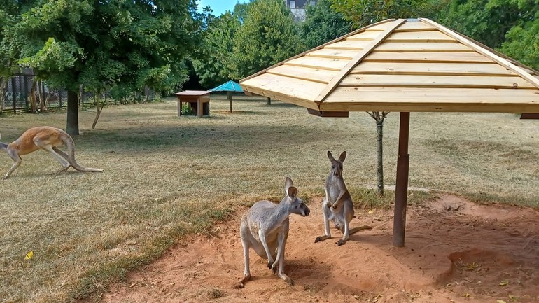 Kengury červené strieška slnko