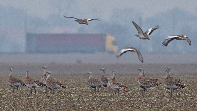Na hraniciach zimuje rekordný počet dropov - drop1