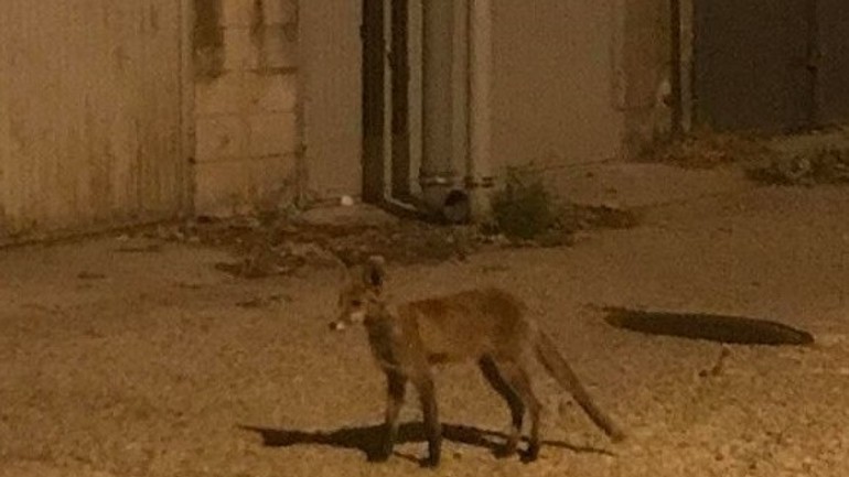 Líška v Karlovej Vsi