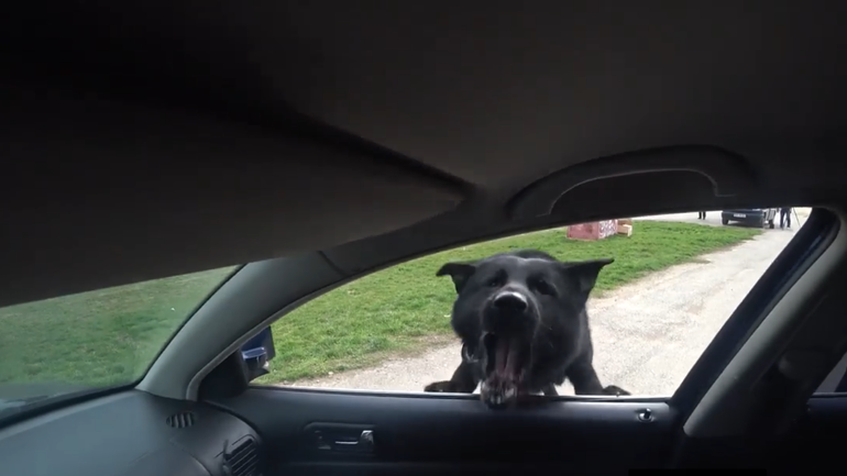 Policajný pes Gumička