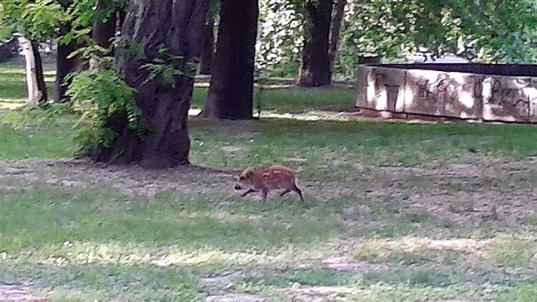 Do sadu janka kráľa sa zatúlal mladý diviak - diviak1