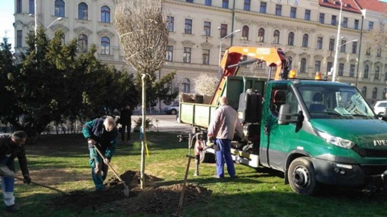 Foto: na námestí snp vysadili 3 stromy - foto1