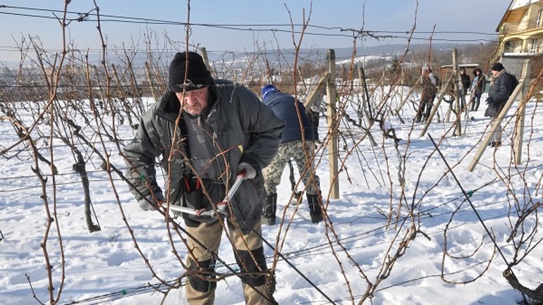 V rači sa v sobotu bude konať obľúbená súťaž vinohradníkov - DSC_6766