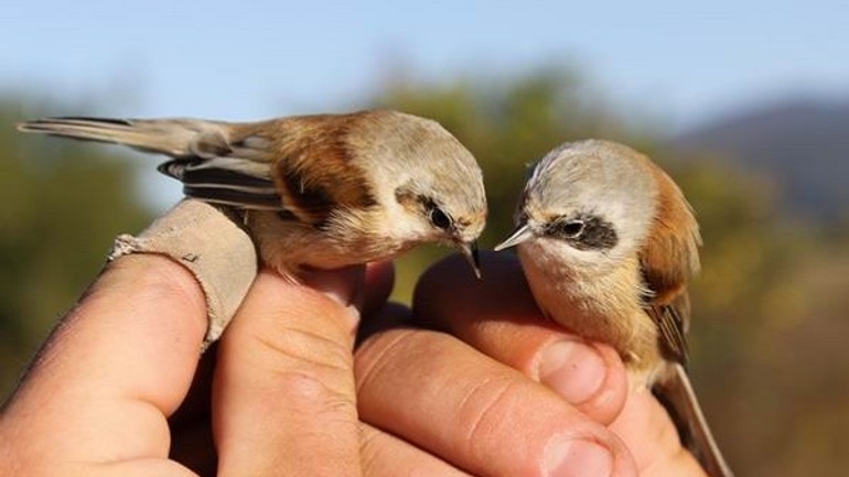 Jar je tu, vtáky sa vracajú zo zimovísk. ktorý druh má za sebou najdlhšiu cestu? - kudelnicka_2