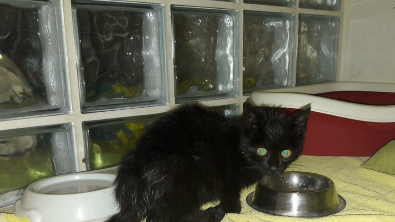 Mačka v útulku Slobody zvierat