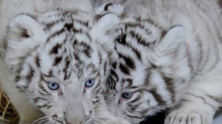 V zoo bratislava predstavili tri biele tigríčatá - Tigricata1
