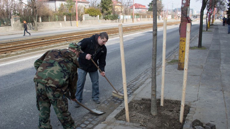 Na račianskej ulici v sobotu vysadili 20 stromov - racianska_stromy3