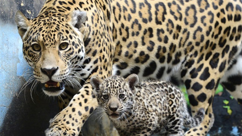 V zoo bratislava uhynulo mláďa jaguára amerického - jaguar