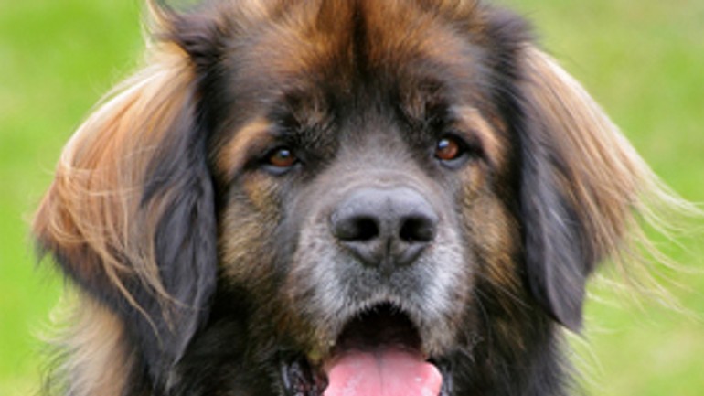Na hradskej ulici napadol kríženec ženu s kočíkom - Leonberger
