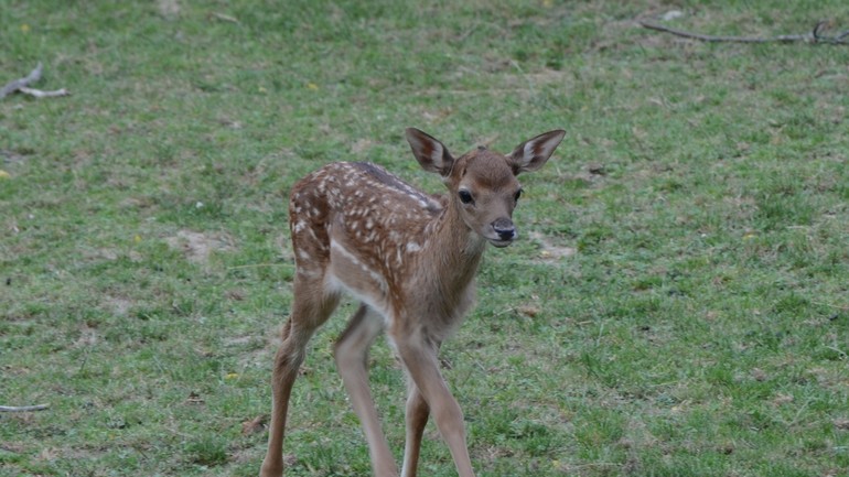 Mláďa daniela škvrnitého