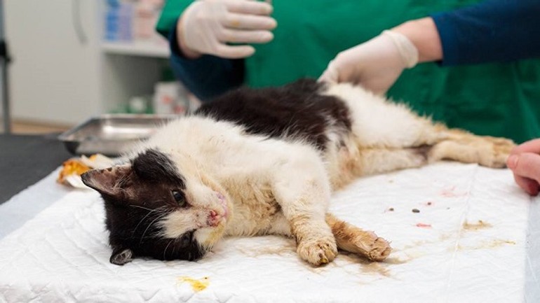 Cez víkend vykastrovali vyše sto pouličných mačiek - u1