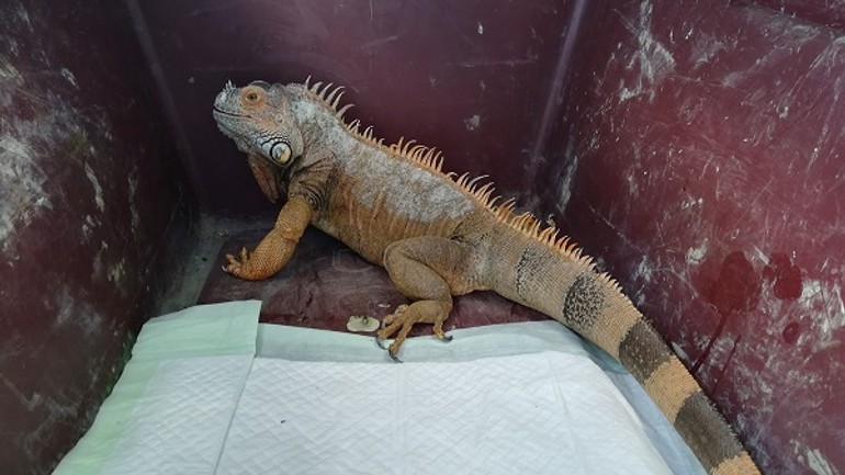 Pod mostom lafranconi našli leguána - leguan