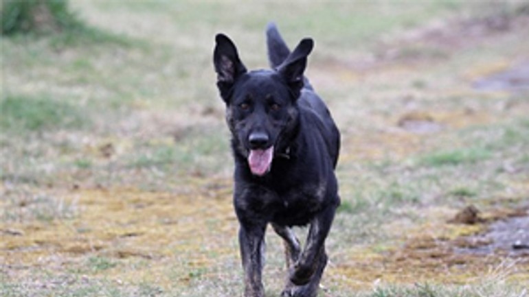 Na psov číhajú otrávené návnady - pes