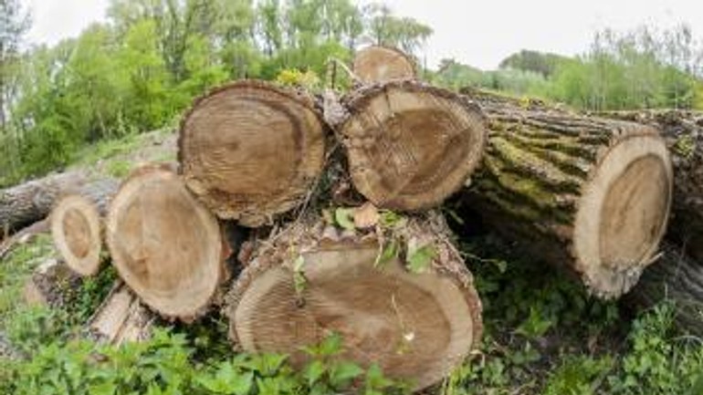 Ministerka zatiaľ zastavila výrub na sihoti - drevo