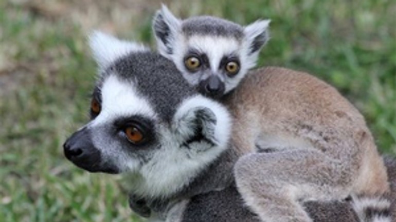V zoologickej záhrade sa narodil lemur - lemur2