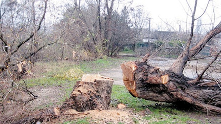 Pri vajnorských jazerách barbarsky vyrúbali desať zdravých stromov - vajnory_vyrub1