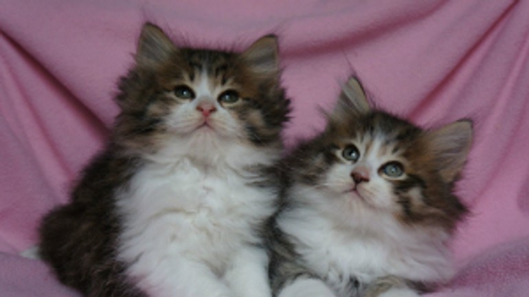 Na výstave mačiek možno vidieť aj raritné plemeno - macky