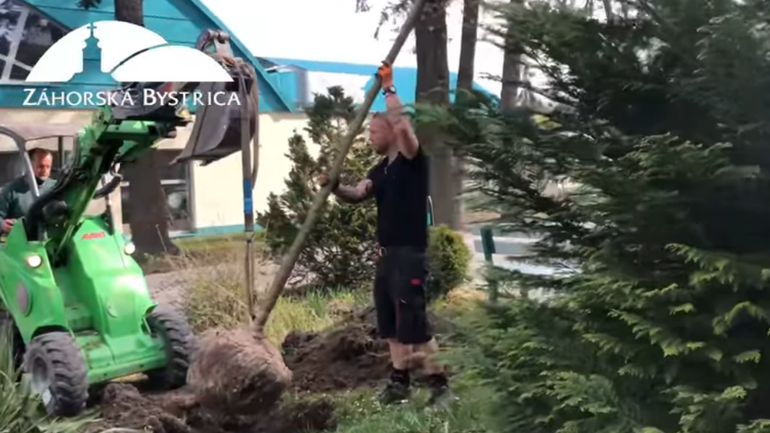 sadenie stromov v Záhorskej Bystrici