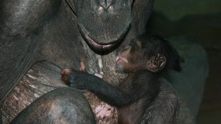 V bratislavskej zoo sa narodila samička šimpanza - Simpanz1