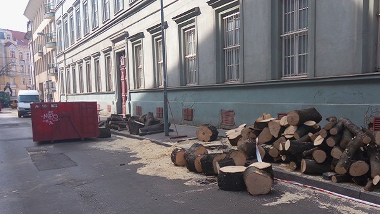 Na palackého už vypílili choré brestovce, nahradia ich jarabiny - IMG_20170324_104309