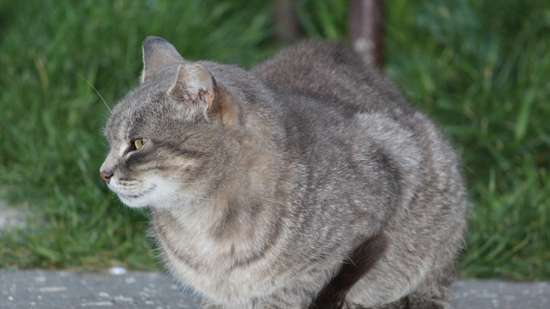 Obľúbený kocúrik Laurel, ktorého zabil neznámy surovec