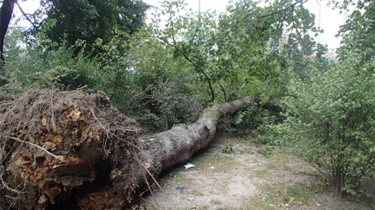 Nárazový vietor vyvrátil strom v sade janka kráľa - strom_sad1