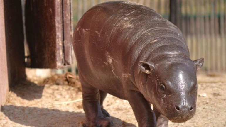 Hrošia samička v zoo dostala meno dášenka - hrosik2