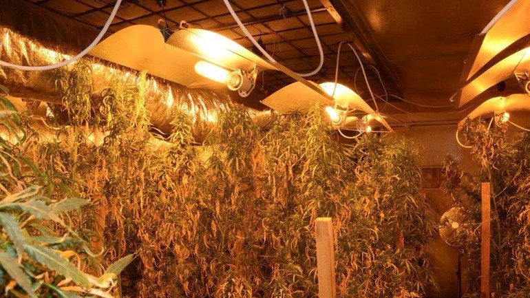 Pestovaná marihuana v obci Blatné